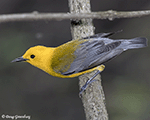 Prothonotary Warbler - Protonotaria citrea
