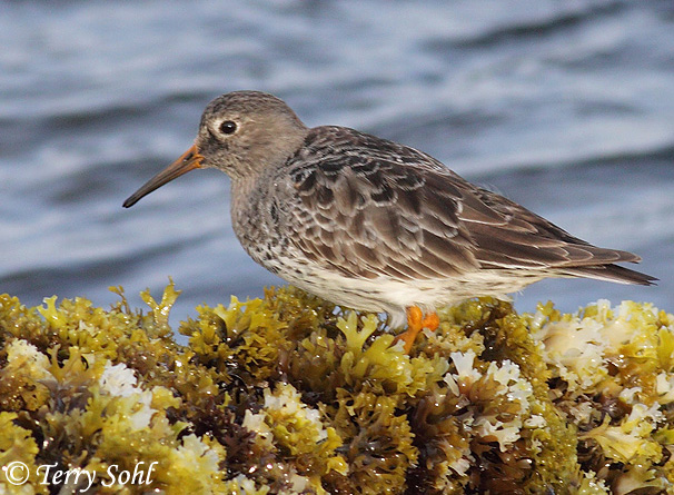 Purple Sandpiper - Calidris maritima