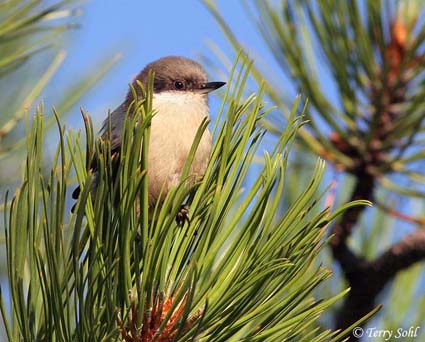 Pygmy Nuthatch - Sitta pygmaea