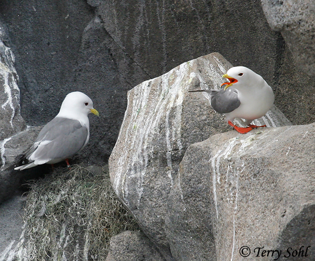 Red-legged Kittiwake - Rissa brevirostris