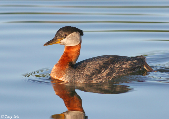 Red-necked Grebe - Podiceps grisegena