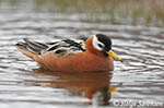 Red Phalarope - Phalaropus fulicarius