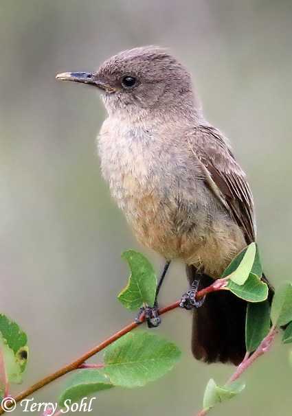 Say's Phoebe - Sayornis saya