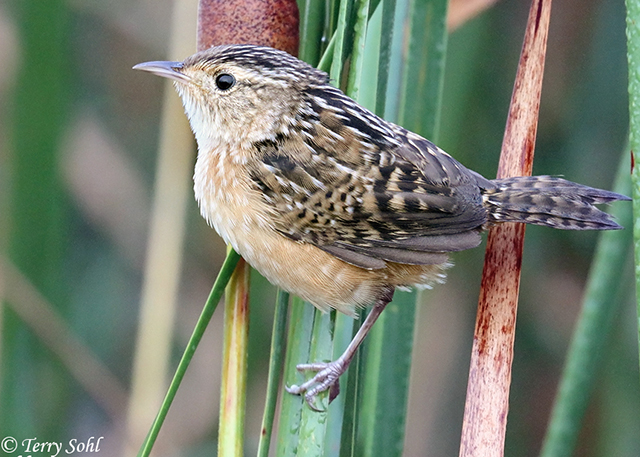 Sedge Wren - Cistothorus stellaris