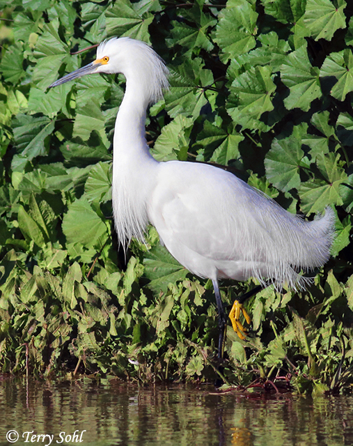 Snowy Egret - Egretta thula