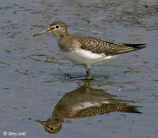 Solitary Sandpiper - Tringa solitaria