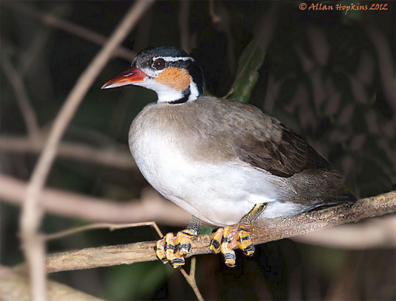 Sungrebe - Heliornis fulica