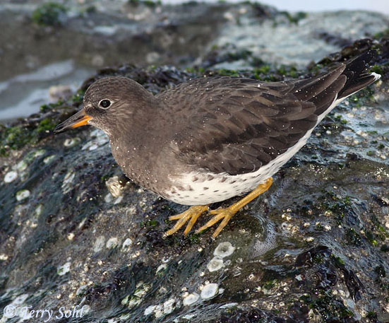 Surfbird - Calidris virgata