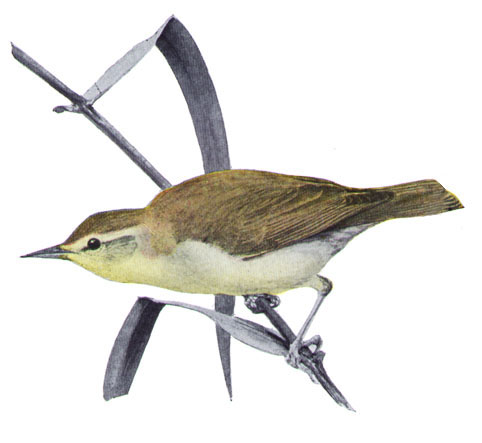 Swainson's Warbler - Limnothlypis swainsonii