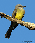 Tropical Kingbird - Tyrannus melancholicus