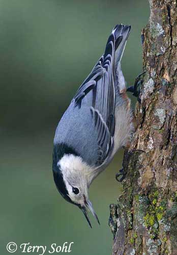 White-breasted Nuthatch - Sitta carolinensis