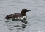 Common Murre - Uria aalge