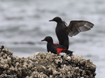 Pigeon Guillemot - Cepphus columba