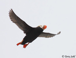 Tufted Puffin - Fratercula cirrhata