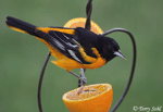 Baltimore Oriole 10 - Icterus galbula