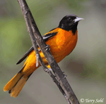 Baltimore Oriole 14 - Icterus galbula