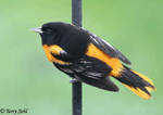 Baltimore Oriole 19 - Icterus galbula