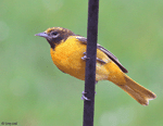 Baltimore Oriole 21 - Icterus galbula