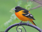Baltimore Oriole 22 - Icterus galbula