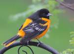 Baltimore Oriole 28 - Icterus galbula