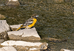 Baltimore Oriole 30 - Icterus galbula