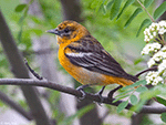 Baltimore Oriole 33 - Icterus galbula