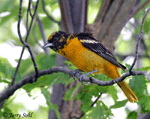 Baltimore Oriole 5 - Icterus galbula