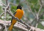 Baltimore Oriole 7 - Icterus galbula