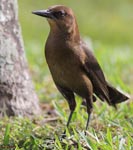 Boat-tailed Grackle - Quiscalus major