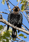 Brown-headed Cowbird 11 - Molothrus ater