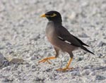 Common Myna - Acridotheres tristis
