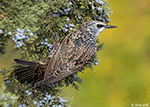 European Starling 11 - Sturnus vulgaris