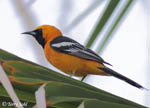 Hooded Oriole - Icterus cucullatus