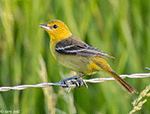 Orchard Oriole 23 - Icterus spurius