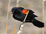 Red-winged Blackbird 24 - Agelaius phoeniceus