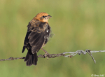 Yellow-headed Blackbird 12 - Xanthocephalus xanthocephalus