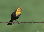 Yellow-headed Blackbird 13 - Xanthocephalus xanthocephalus
