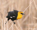Yellow-headed Blackbird 5 - Xanthocephalus xanthocephalus