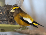 Evening Grosbeak - Coccothraustes vespertinus