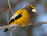 Evening Grosbeak - Coccothraustes vespertinus