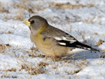 Evening Grosbeak - Coccothraustes vespertinus