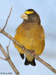 Evening Grosbeak - Coccothraustes vespertinus