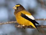 Evening Grosbeak - Coccothraustes vespertinus
