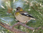 Evening Grosbeak - Coccothraustes vespertinus