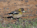 Evening Grosbeak - Coccothraustes vespertinus