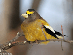 Evening Grosbeak - Coccothraustes vespertinus