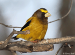 Evening Grosbeak - Coccothraustes vespertinus