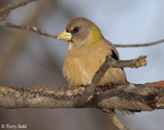 Evening Grosbeak - Coccothraustes vespertinus