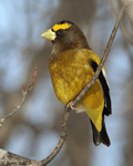 Evening Grosbeak - Coccothraustes vespertinus