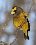 Evening Grosbeak - Coccothraustes vespertinus